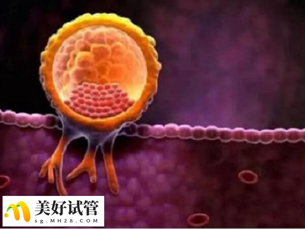 子宫内膜是胚胎着床的重要场所