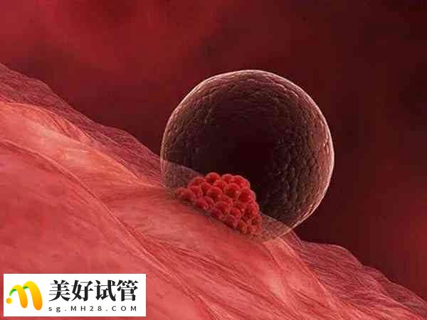 子宫环境会影响胚胎着床
