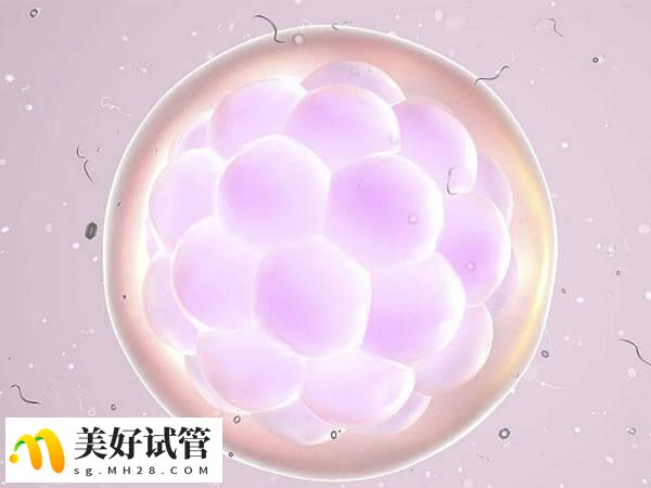 优质胚胎是指形态上表现
