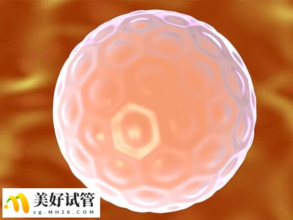 3天鲜胚通常由6-10个细胞组成